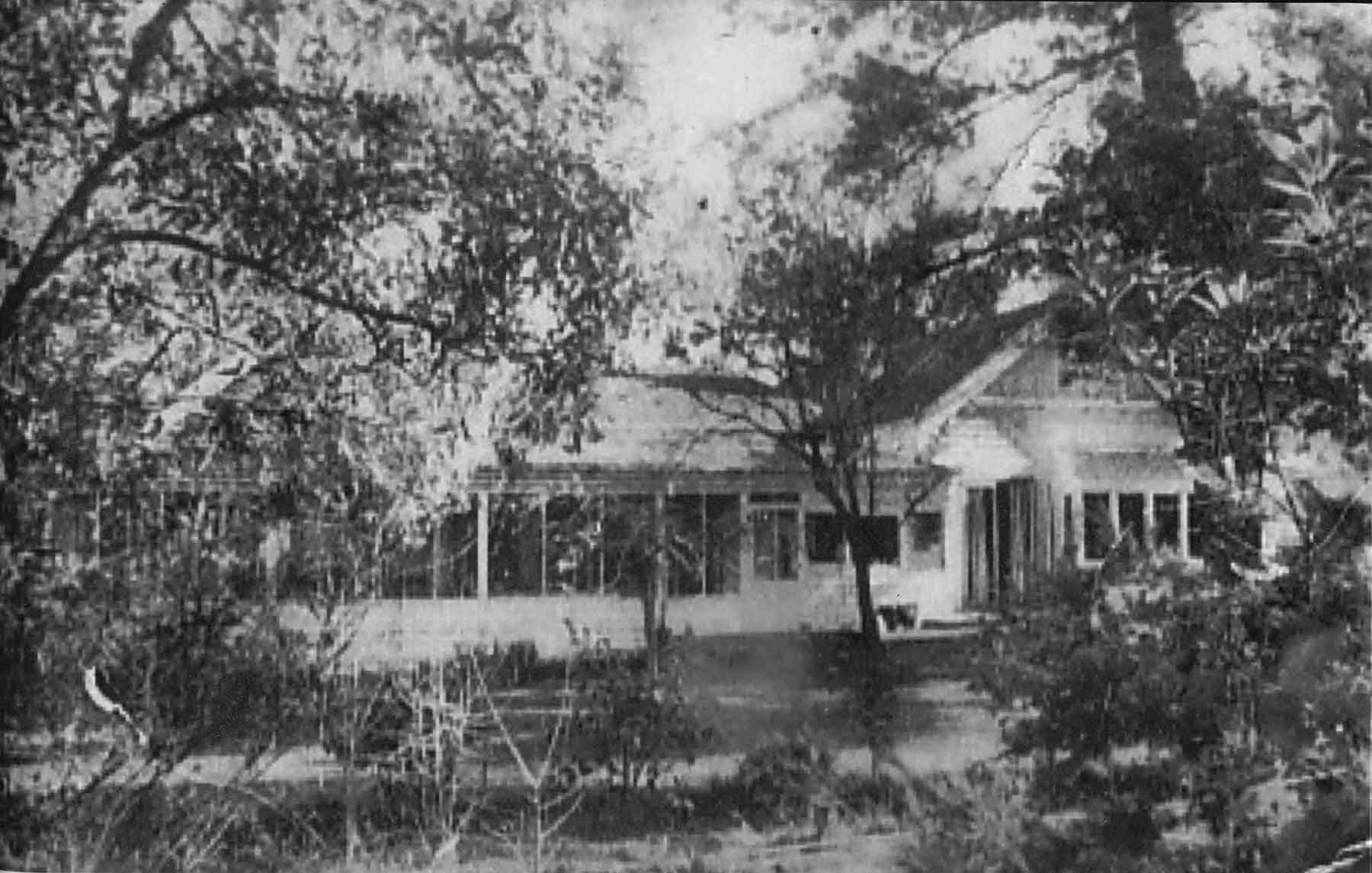 Pine Trees in 1952 - side view of the main house