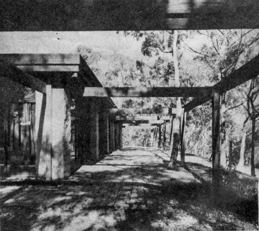POSTS AND BEAMS of !he pergola that completely surrounds the house serve to tie the structure even more closely to the land This view is along the western facade, which Mr Knox is developing as the 'front' approach. From here the land slopes away to a gully