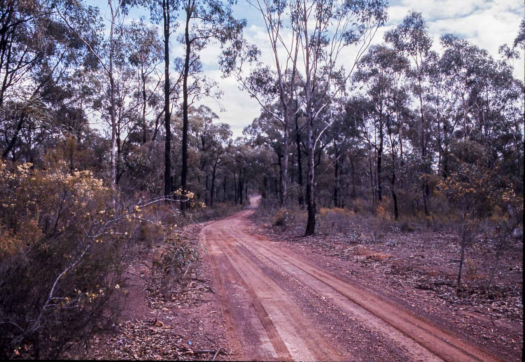A bush road